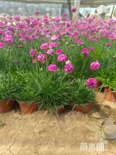 高度10厘米石竹