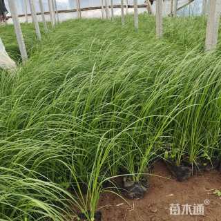 高度20厘米矮蒲苇