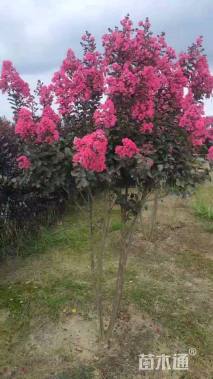 高度160厘米丛生紫薇