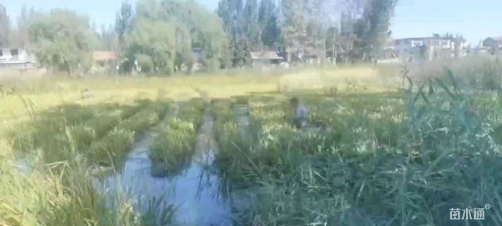 高度30厘米泽泻