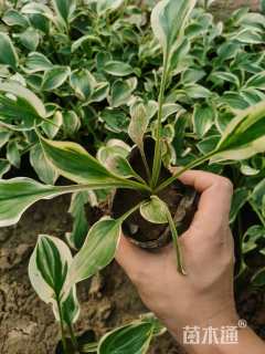 高度25厘米金边玉簪