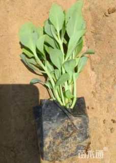 高度10厘米八宝景天