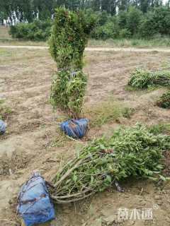 高度180厘米锦带