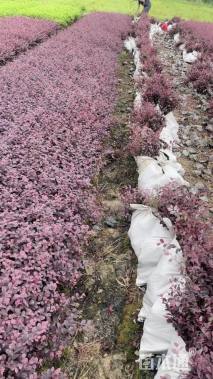 高度25厘米红花继木