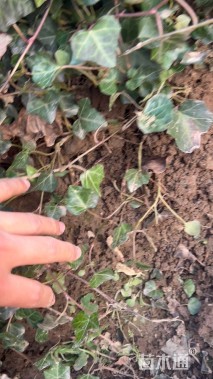 30厘米常春藤