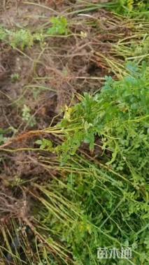 高度50厘米黄刺玫