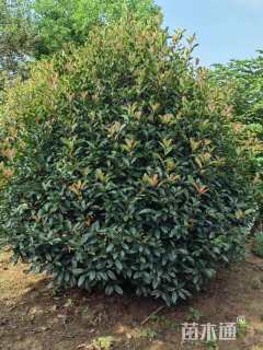 冠幅300厘米红叶石楠球