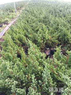 高度50厘米铺地柏