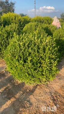 高度80厘米小叶黄杨