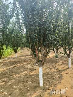 10公分西府海棠