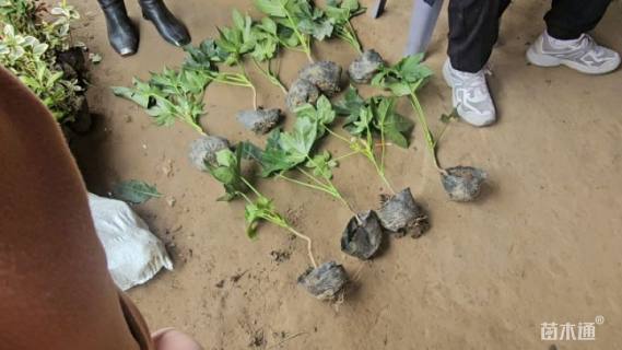 高度40厘米八角金盘