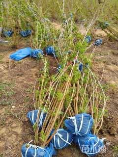 高度150厘米珍珠梅