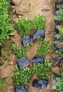 高度20厘米满天星