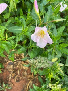 高度25厘米美丽月见草