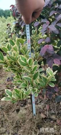 冠幅20厘米金边黄杨球