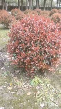 冠幅250厘米红叶石楠球