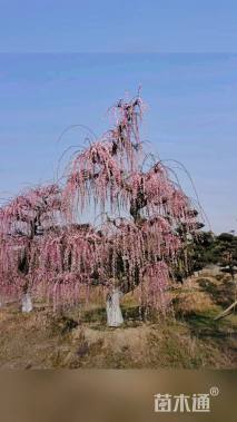 高度700厘米垂梅