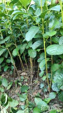 0.6公分江南桤木