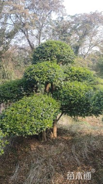 10公分造型小叶女贞