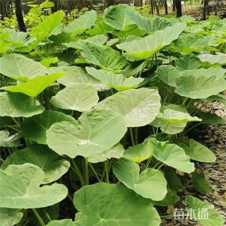 高度35厘米海芋