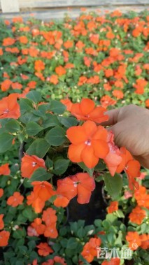 高度15厘米非洲凤仙