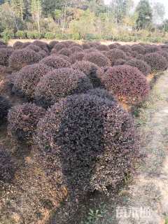 冠幅150厘米红花继木球