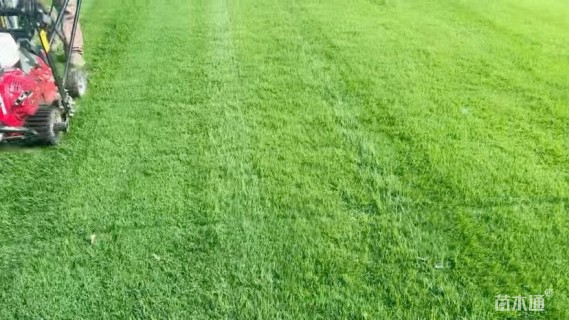 草卷状百慕大草