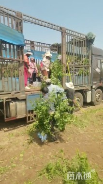 高度80厘米丁香小苗