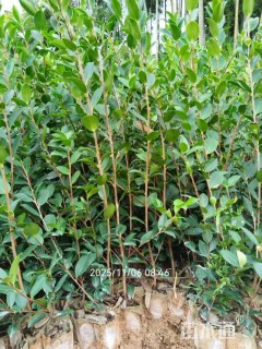 高度25厘米油茶小苗