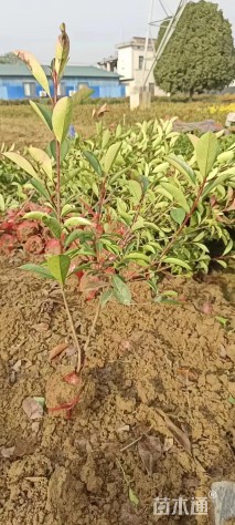 冠幅30厘米红叶石楠球