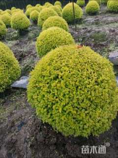 冠幅80厘米亮晶女贞球