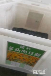 彩色向日葵种子向日葵种子