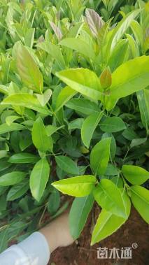 高度30厘米欧洲荚蒾