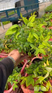 高度30厘米火焰南天竹