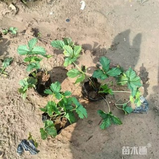 高度20厘米三叶委陵菜