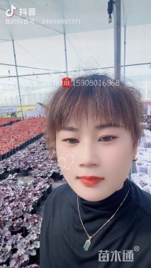 高度30厘米矾根