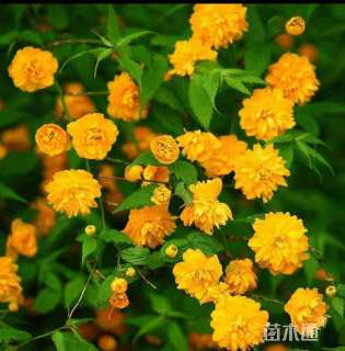 高度50厘米棣棠