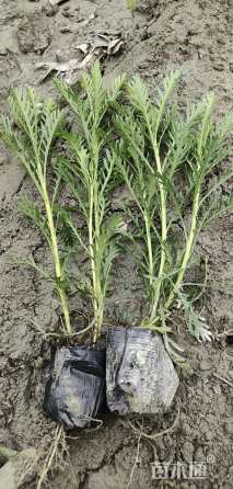 高度20厘米黄金菊