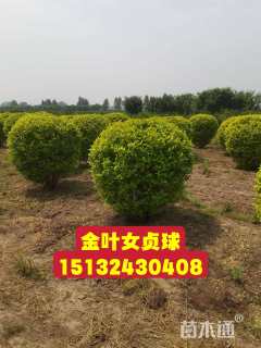冠幅150厘米金叶女贞球