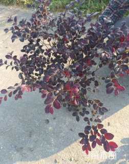 高度40厘米红花继木小苗