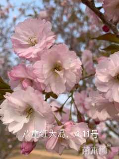 4公分八重红大岛