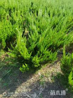 冠幅50厘米龙柏球