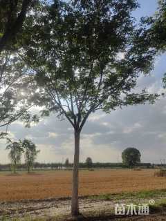 25公分黄山栾树