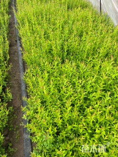 高度40厘米金焰绣线菊