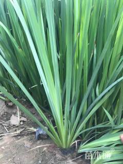 高度60厘米黄菖蒲