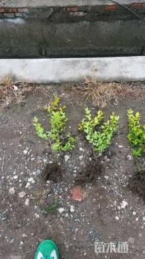 高度45厘米金叶女贞小苗