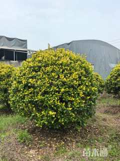 高度110厘米花叶女贞球