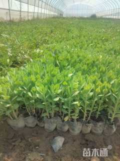 高度30厘米八宝景天