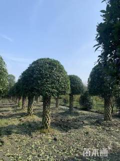 高度350厘米桂花柱子