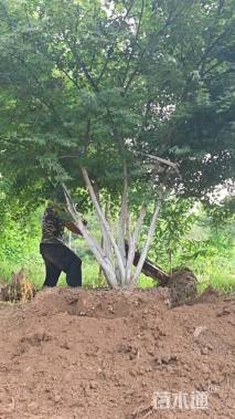 15公分日本红枫